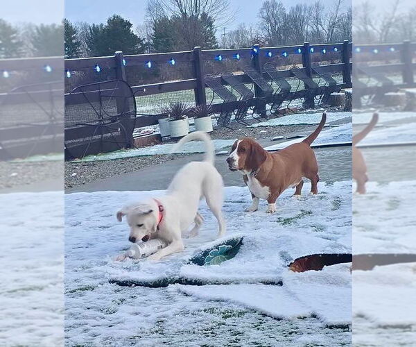 Medium Photo #17 Boxer-Unknown Mix Puppy For Sale in Germantown, OH, USA