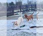 Small #16 Boxer Mix