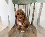 Small Photo #1 Goldendoodle Puppy For Sale in LOUISVILLE, KY, USA