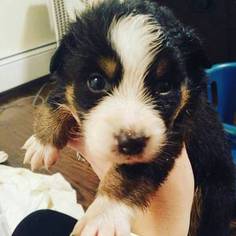Australian Shepherd Puppy for sale in PAXTON, MA, USA