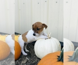 Jack Russell Terrier Puppy for sale in BELLE, MO, USA