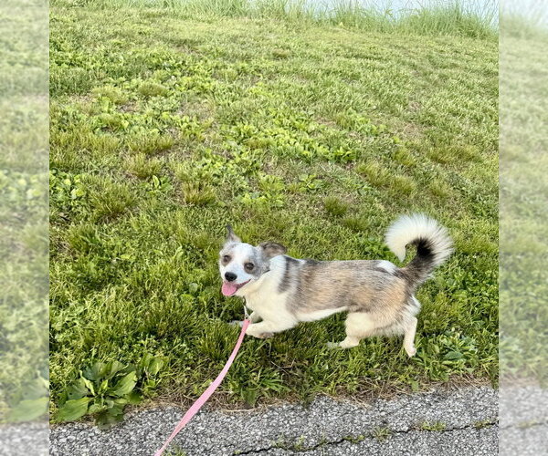 Medium Photo #2 Mutt Puppy For Sale in Evansville, IN, USA