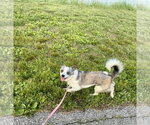 Small #1 Mutt
