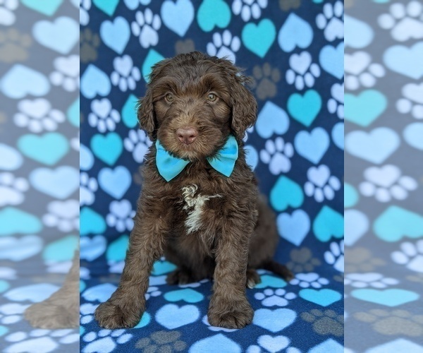 Medium Photo #6 Aussiedoodle Puppy For Sale in PORT DEPOSIT, MD, USA