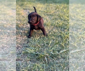 Medium Labrador Retriever