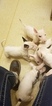 Small Photo #90 Bull Terrier Puppy For Sale in JACKSON, MI, USA