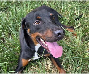 Black and Tan Coonhound-Unknown Mix Dogs for adoption in Anniston, AL, USA