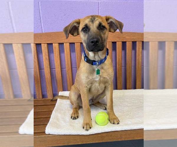 Medium Photo #2 Mutt Puppy For Sale in Genesee, WI, USA