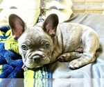 Puppy Puppy 2 French Bulldog