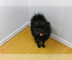 Small #4 Pomeranian