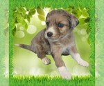 Small Photo #74 Bernedoodle (Miniature) Puppy For Sale in BLACK FOREST, CO, USA