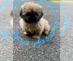 Small #4 Shih Tzu