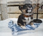 Small Photo #4 Pembroke Welsh Corgi Puppy For Sale in HONEY BROOK, PA, USA