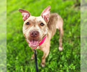 American Pit Bull Terrier Dogs for adoption in Minneapolis, MN, USA