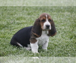 Small Photo #2 Basset Hound Puppy For Sale in MEMPHIS, MO, USA