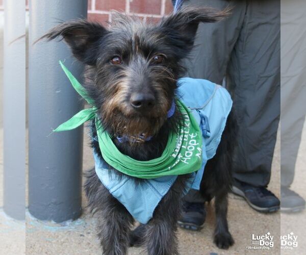 Medium Photo #3 Mutt Puppy For Sale in Washington, DC, USA