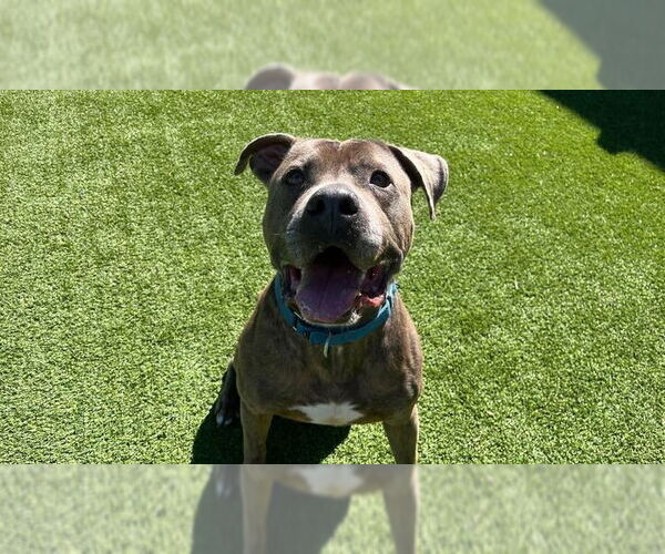 Medium Photo #3 Mutt Puppy For Sale in Chestertown, MD, USA