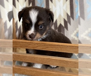 Miniature Australian Shepherd Puppy for sale in FORT MORGAN, CO, USA
