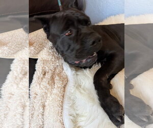 Josie - Female Mutt Dog for Adoption - Photo #6