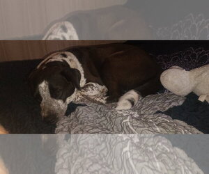Miss Molly - Female German Shorthaired Pointer Dog for Adoption - Photo #4