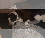 Small Photo #4 German Shorthaired Pointer Puppy For Sale in The Woodlands, TX, USA