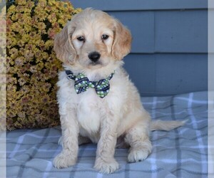 Medium Goldendoodle