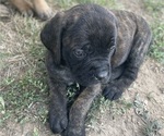 Puppy Rocky Road Mastiff