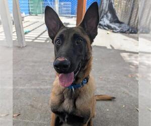 Mutt Dogs for adoption in Alameda, CA, USA