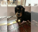 Small Photo #5 Aussiedoodle Puppy For Sale in WOODLEAF, NC, USA
