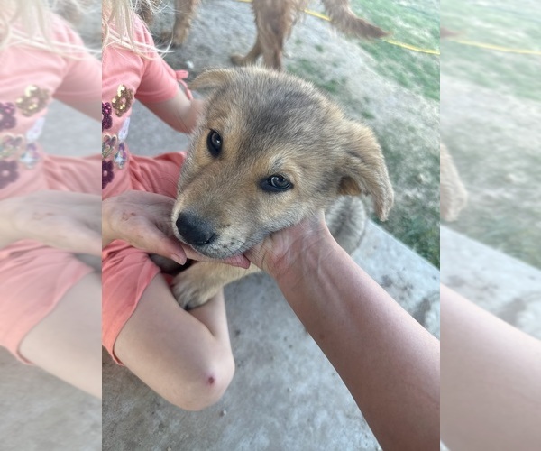 Medium Photo #3 German Shepherd Dog-Wolf Hybrid Mix Puppy For Sale in HAMILTON, TX, USA
