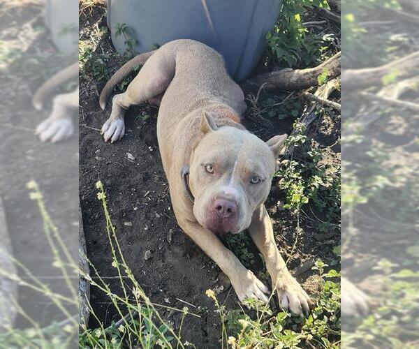 Medium Photo #1 American Staffordshire Terrier-Unknown Mix Puppy For Sale in San Antonio, TX, USA