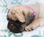 Small Photo #5 Pug Puppy For Sale in CHARLOTT HALL, MD, USA