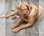 Small Photo #10 Dogue de Bordeaux Puppy For Sale in RIALTO, CA, USA