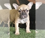 Small Photo #3 French Bulldog Puppy For Sale in CHARLOTTESVILLE, VA, USA