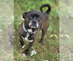 Small Pug Mix