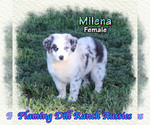 Small #1 Miniature Australian Shepherd