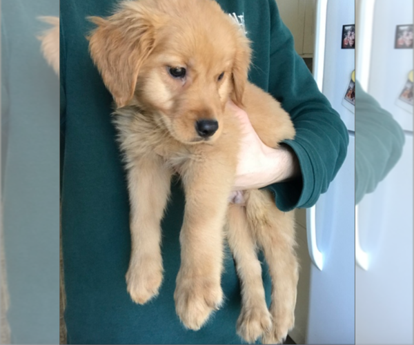 Medium Photo #1 Golden Retriever Puppy For Sale in MILWAUKEE, WI, USA