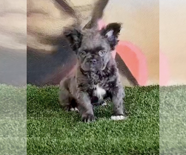 Medium Photo #11 French Bulldog Puppy For Sale in BALBOA, CA, USA