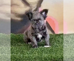 Small Photo #11 French Bulldog Puppy For Sale in BALBOA, CA, USA