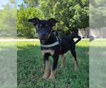 Small #5 Rottweiler Mix