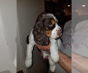 English Springer Spaniel Puppy for sale in MAPLE PLAIN, MN, USA