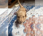 Small #4 Aussiedoodle