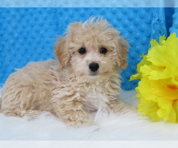Medium Photo #3 Havanese-Poodle (Toy) Mix Puppy For Sale in SHILOH, OH, USA