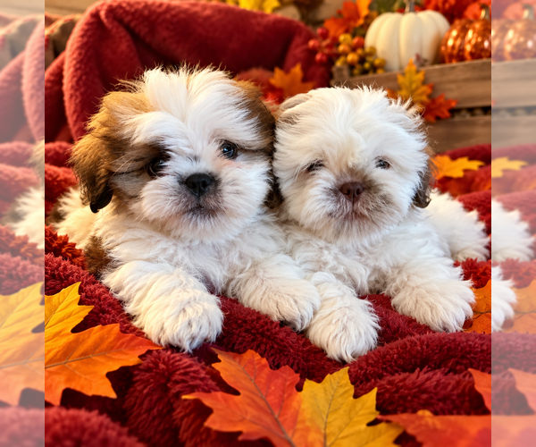 Medium Photo #1 Shih Tzu Puppy For Sale in DURANT, OK, USA