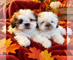 Small Shih Tzu