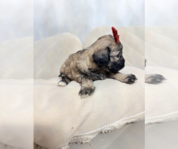 Medium Photo #26 Shih Tzu Puppy For Sale in LANCASTER, CA, USA
