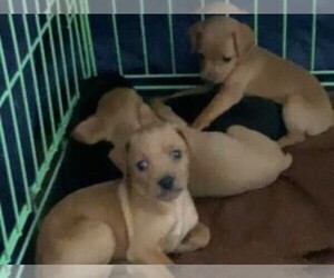 Miniature Pinscher Puppy for sale in SAN JOSE, CA, USA