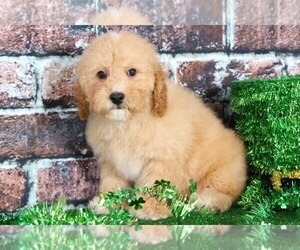 Poochon Puppy for sale in BEL AIR, MD, USA
