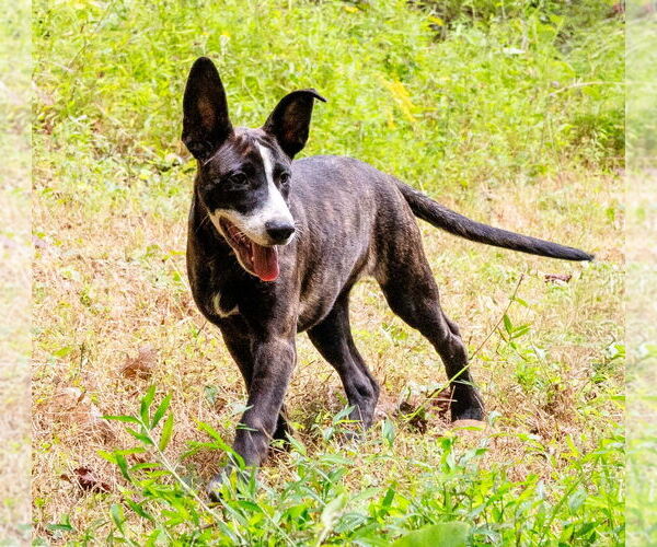 Medium Photo #7 Mutt Puppy For Sale in Ellijay, GA, USA