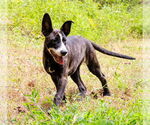 Small #6 Mutt